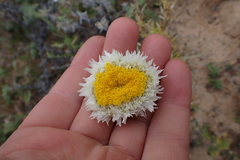 Polycalymma stuartii, photograph (c) Em Lamond, some rights reserved (CC BY)