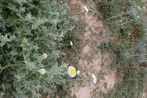 Polycalymma stuartii, photograph 2