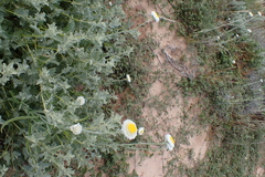 Polycalymma stuartii, photograph (c) Em Lamond, some rights reserved (CC BY)