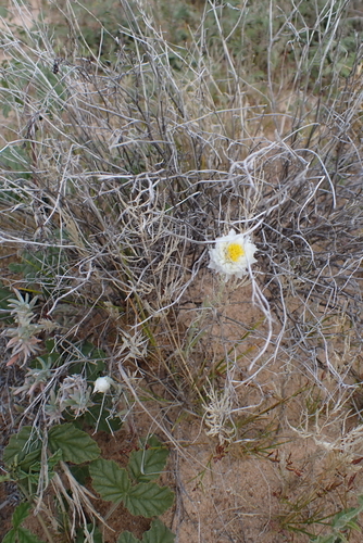 Polycalymma stuartii, photograph 3