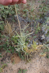 Polycalymma stuartii, photograph (c) Em Lamond, some rights reserved (CC BY)