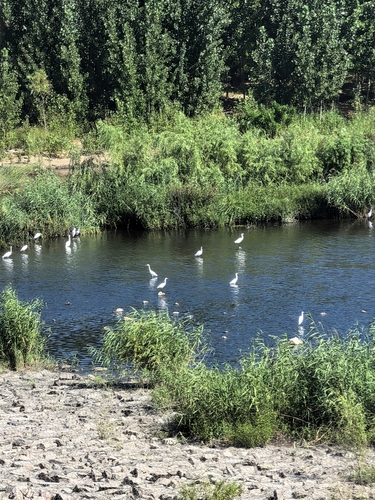 Western Little Egret