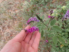 Cullen australasicum