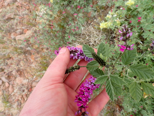 Cullen australasicum, photograph 1
