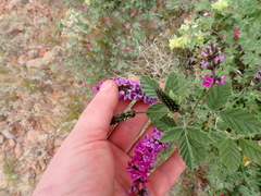 Cullen australasicum, photograph (c) Em Lamond, some rights reserved (CC BY)