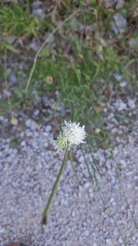 Cephalaria leucantha