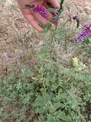 Cullen australasicum, photograph 2