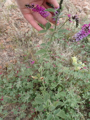 Cullen australasicum, photograph (c) Em Lamond, some rights reserved (CC BY)