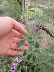 Cullen australasicum, photograph (c) Em Lamond, some rights reserved (CC BY)