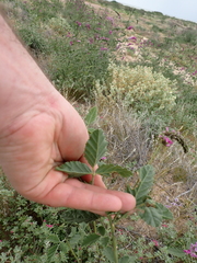 Cullen australasicum, photograph (c) Em Lamond, some rights reserved (CC BY)