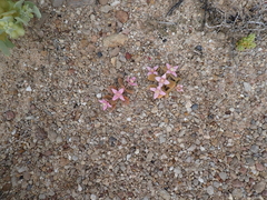 Koch's pigface (Gunniopsis kochii)