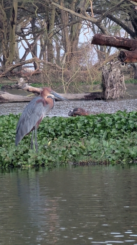 iNaturalist image