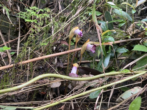 Indian Broomrape