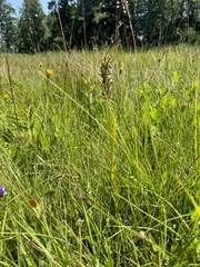 Dactylorhiza incarnata, photograph (c) Nicholas Wei, some rights reserved (CC BY-SA)