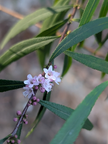 Myoporum bateae observed 2026-09-03