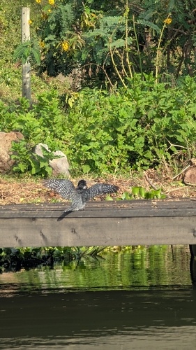 iNaturalist image