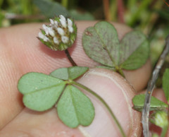 Trifolium microdon