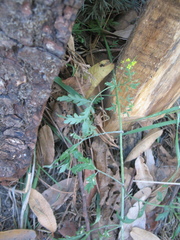 Descurainia virletii