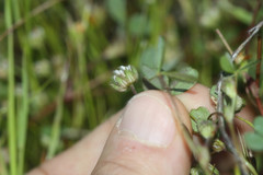 Trifolium microdon