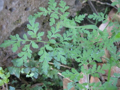 Descurainia virletii