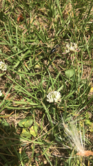Apis mellifera