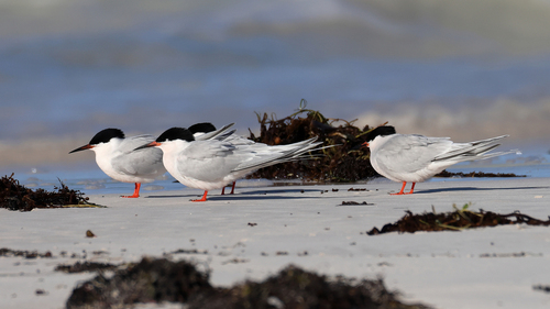 iNaturalist image