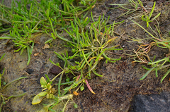 Spergularia marina, photograph (c) Георгий Виноградов (Georgy Vinogradov), some rights reserved (CC BY)