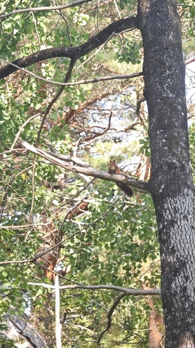 Eurasian Red Squirrel