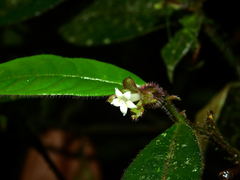 Palicourea viridibractea