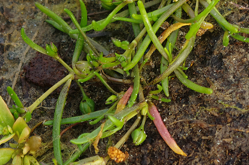 Spergularia marina, photograph 4