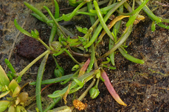 Spergularia marina, photograph (c) Георгий Виноградов (Georgy Vinogradov), some rights reserved (CC BY)