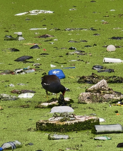 Eurasian Moorhen