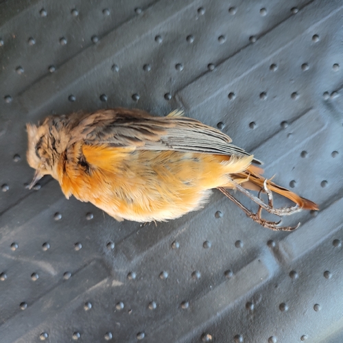 Common Redstart