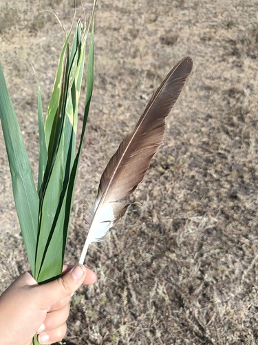Plume de Busard des roseaux