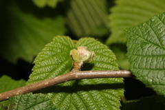 Phytoptus avellanae