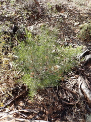 (c) Em Lamond, some rights reserved (CC BY) Dodonaea lobulata, photograph (c) Em Lamond, some rights reserved (CC BY)