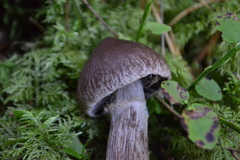 Cortinarius evernius