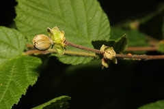 Phytoptus avellanae
