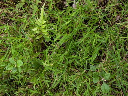 Pogonatherum crinitum observed 2026-09-02