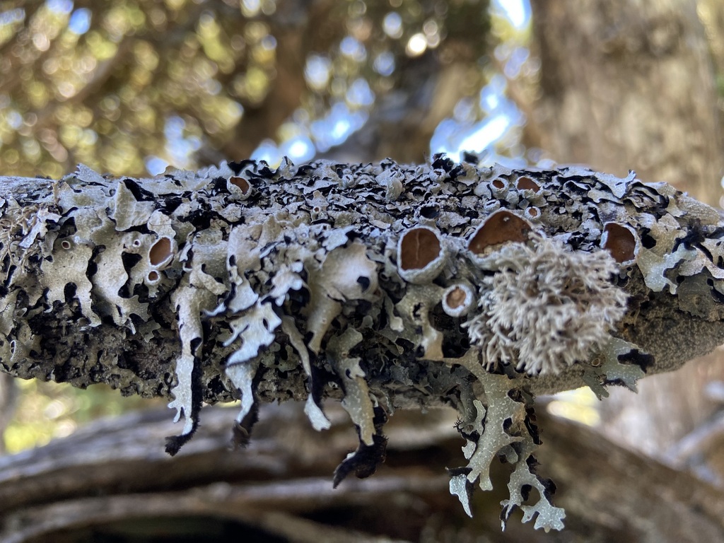 Parmelia marmariza