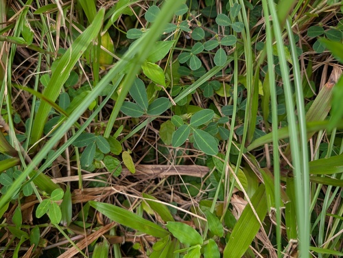 Grona heterophylla observed 2026-09-02