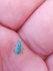 Polydrusus planifrons