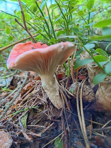 Rosy Spike