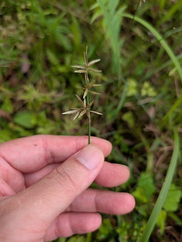 Cyperus flavidus observed 2026-09-02