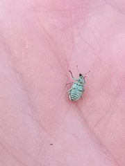 Polydrusus planifrons