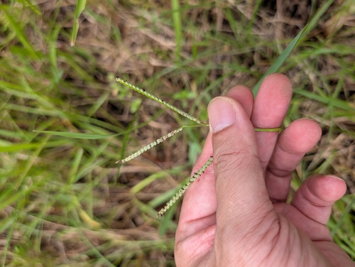 Paspalum scrobiculatum observed 2026-09-02