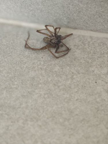 Giant House Spider