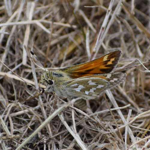 Juba Skipper photo 5