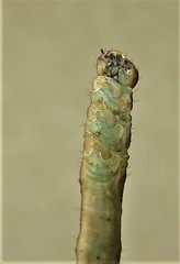 Problepsis digammata