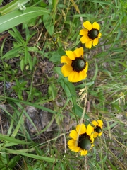 Rudbeckia amplexicaulis